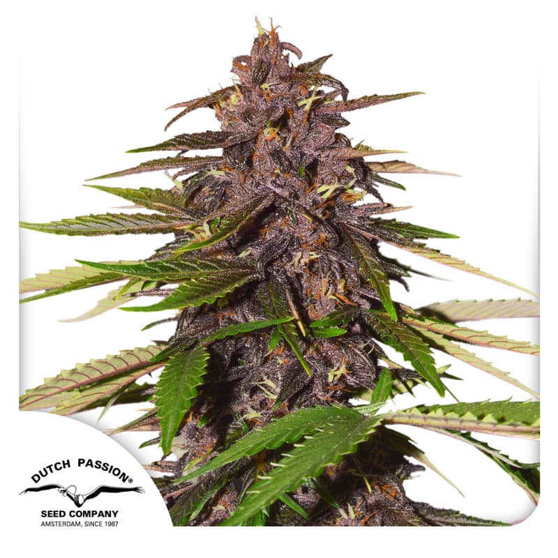 Auto Forbidden Cherry Seeds