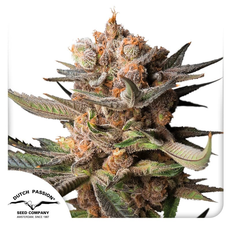 Auto Frozen Biscotti Seeds