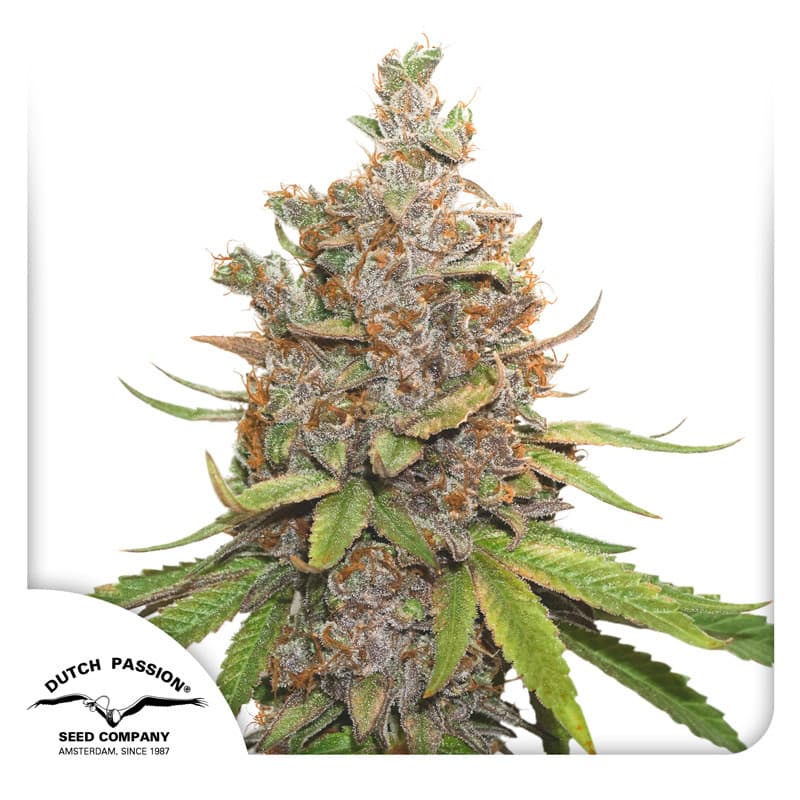 Auto Glueberry O.G. Seeds