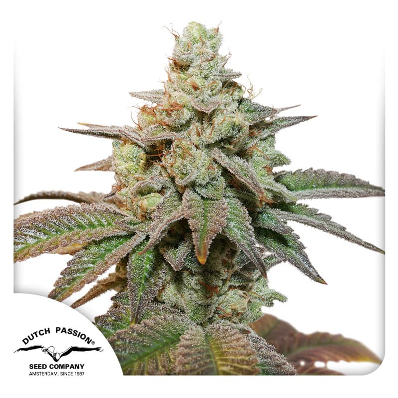 White Fire OG Strain Autoflower Fast Version Marijuana Seeds | Crop King Seeds