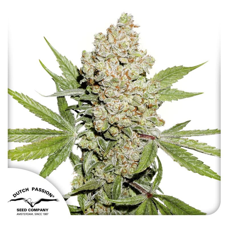 Auto Lemon Kix Seeds