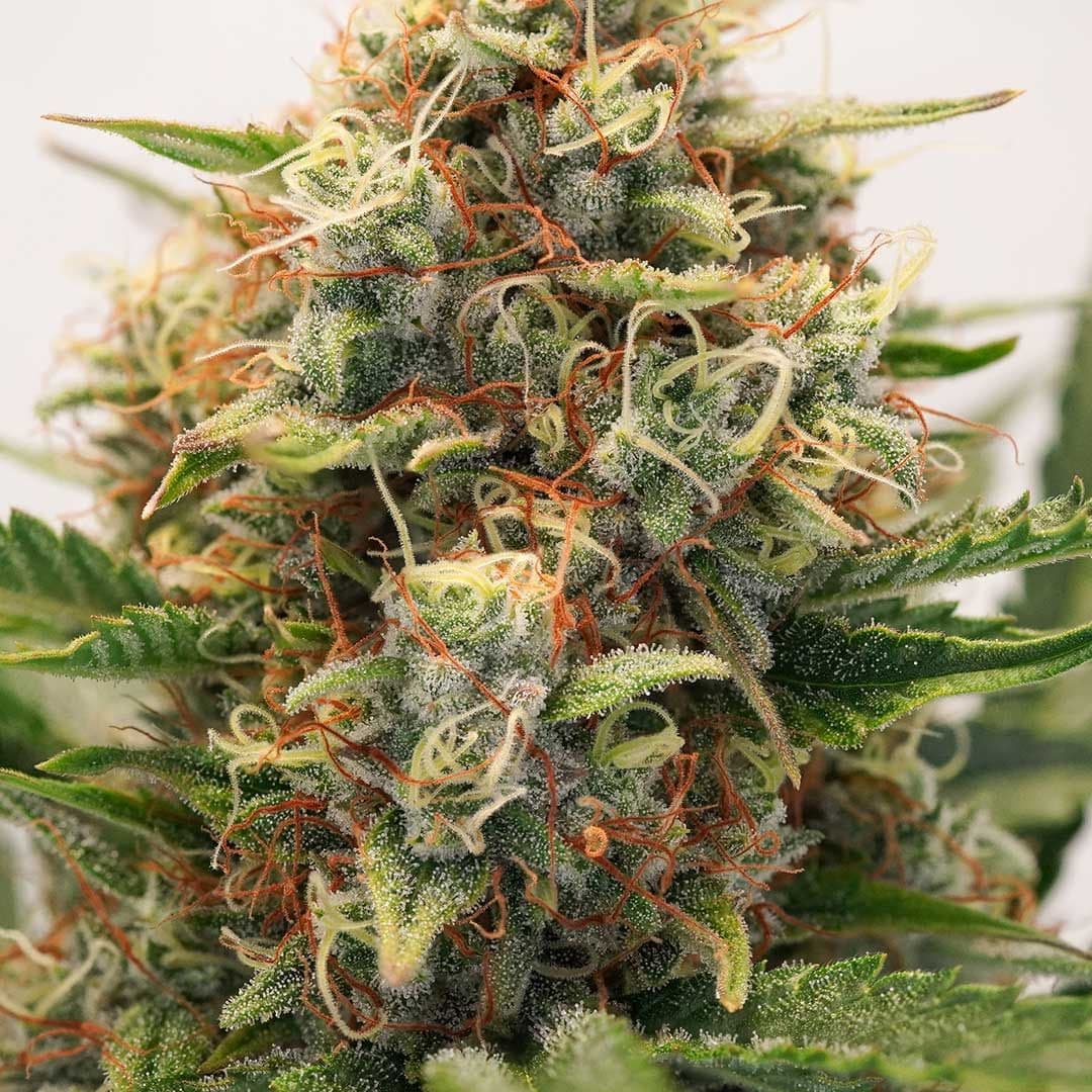 Auto Mac #1 Seeds