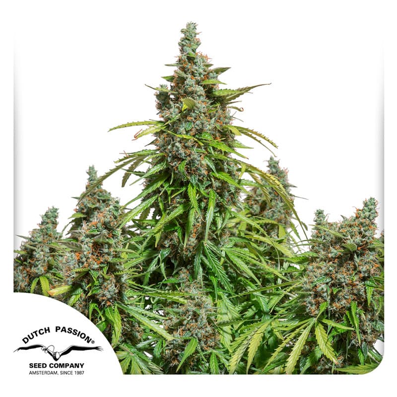 Auto Mazar Seeds