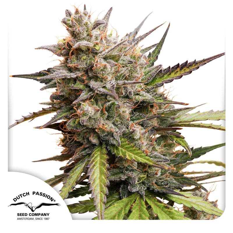 Auto Melonade Runtz Seeds