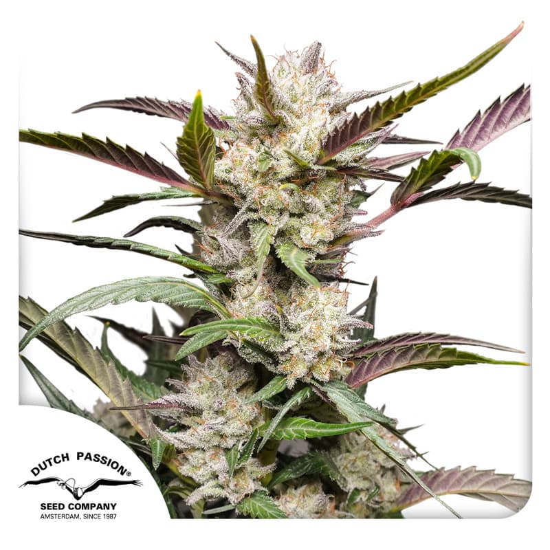 Auto Mimosa Punch Seeds