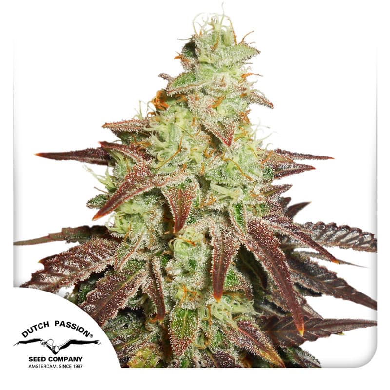 Auto Night Queen Seeds