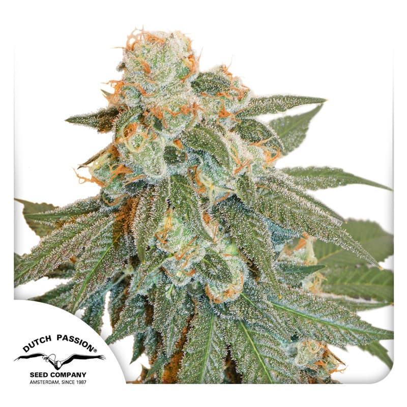 Auto Orange Bud Seeds