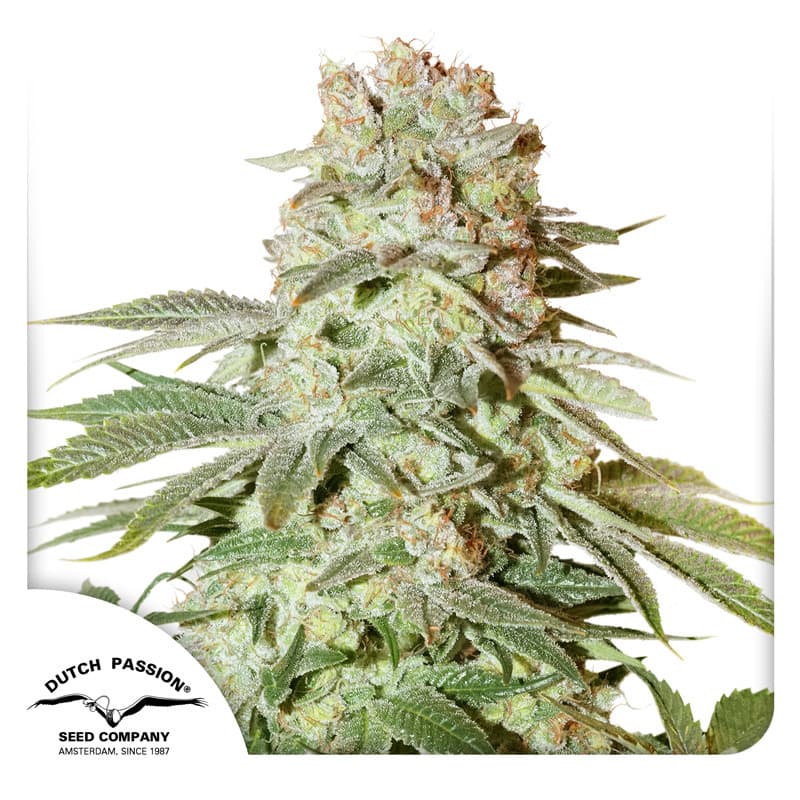 Auto Power Plant Seeds