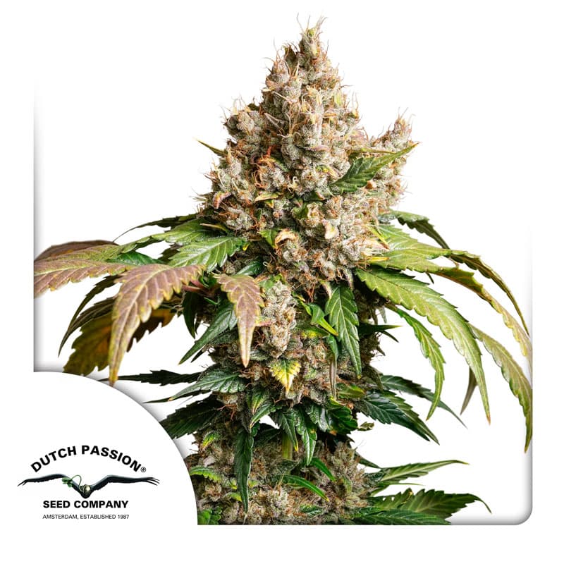 Auto Red Tropicana Cookies Seeds