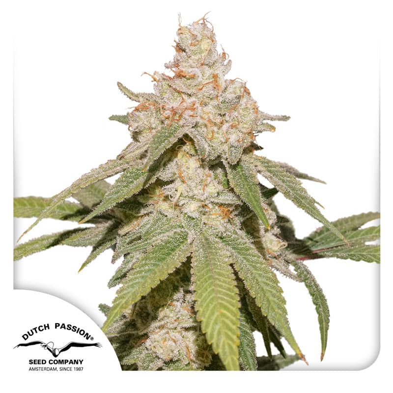 Auto SFV OG Seeds