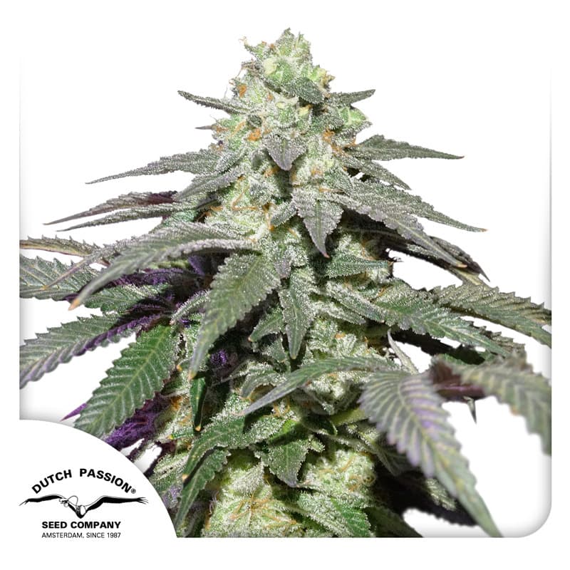 Auto Skywalker Haze Seeds