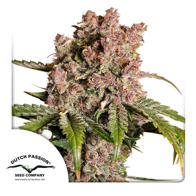 Candy Haze Feminized Marijuana Seeds | Crop King Seeds