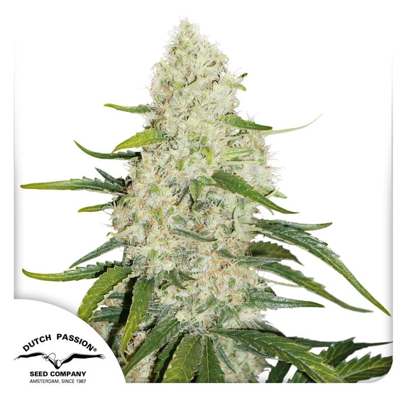 Auto Think Big Seeds