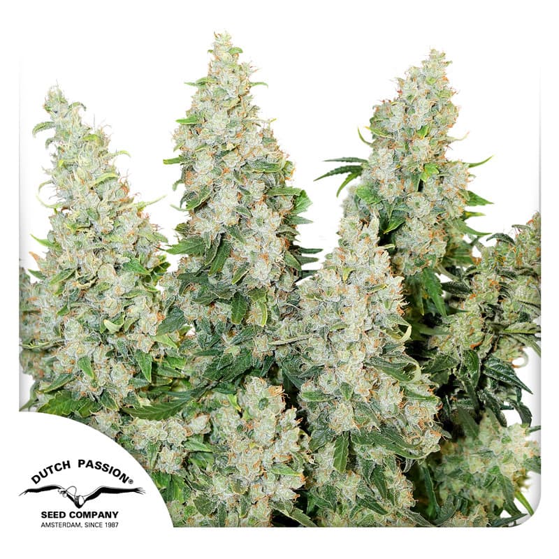 Auto Think Different Seeds