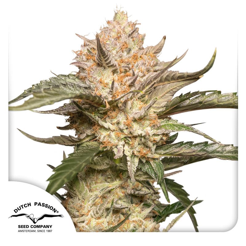 Auto Trichome & Cream Seeds