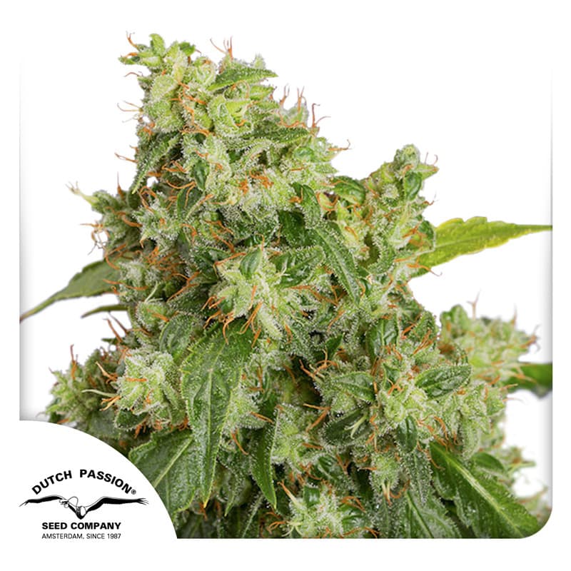 Auto Xtreme Haze Seeds