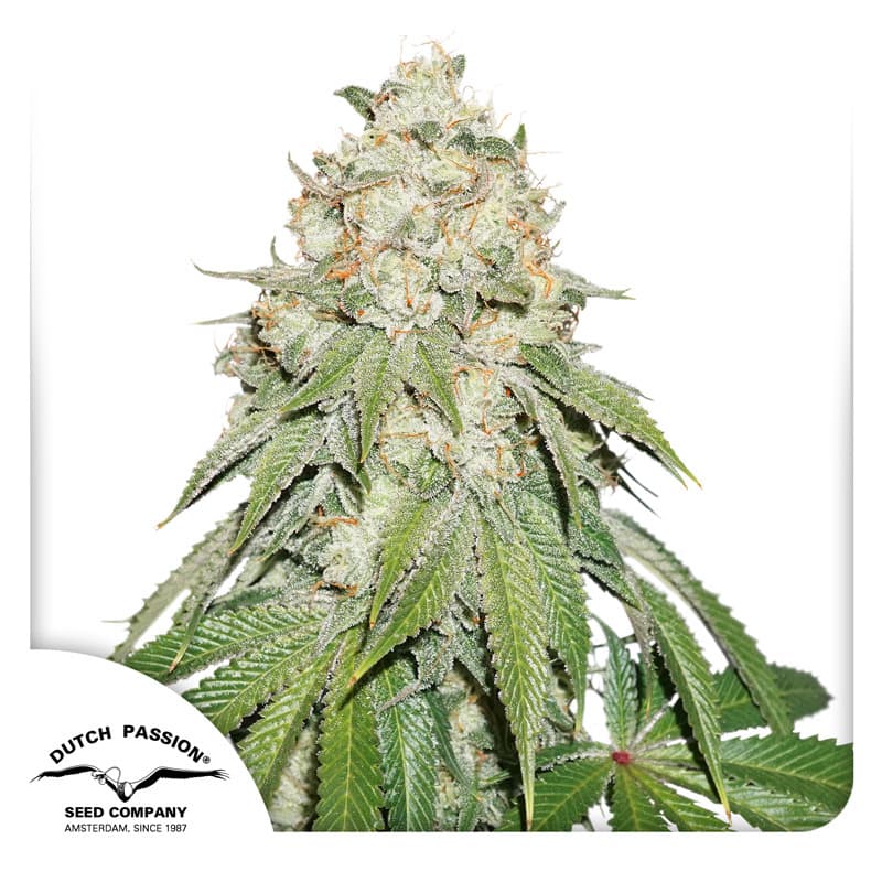 Gorilla Mint Feminized Marijuana Seeds | Crop King Seeds