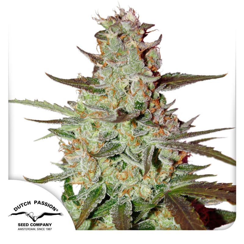 Amnesia Blue Head Band Feminized Marijuana Seeds | Crop King Seeds