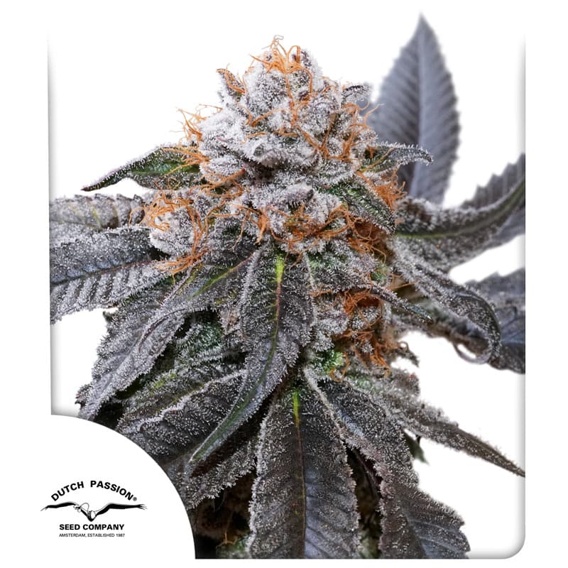 Guava Kush Autoflower Marijuana Seeds | Crop King Seeds