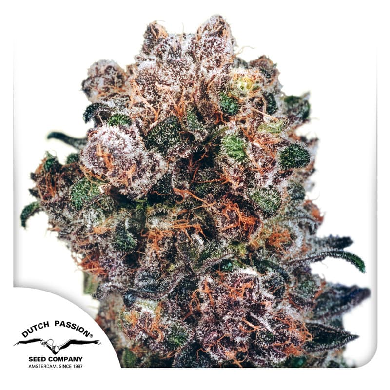Blueberry Seeds