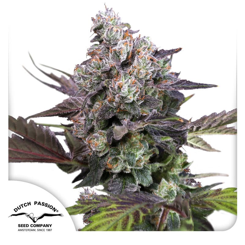 Candy Bubatz XL Seeds
