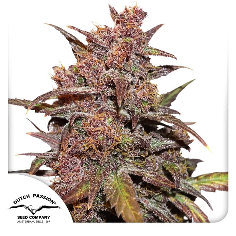 CBD Auto Blackberry Kush Seeds