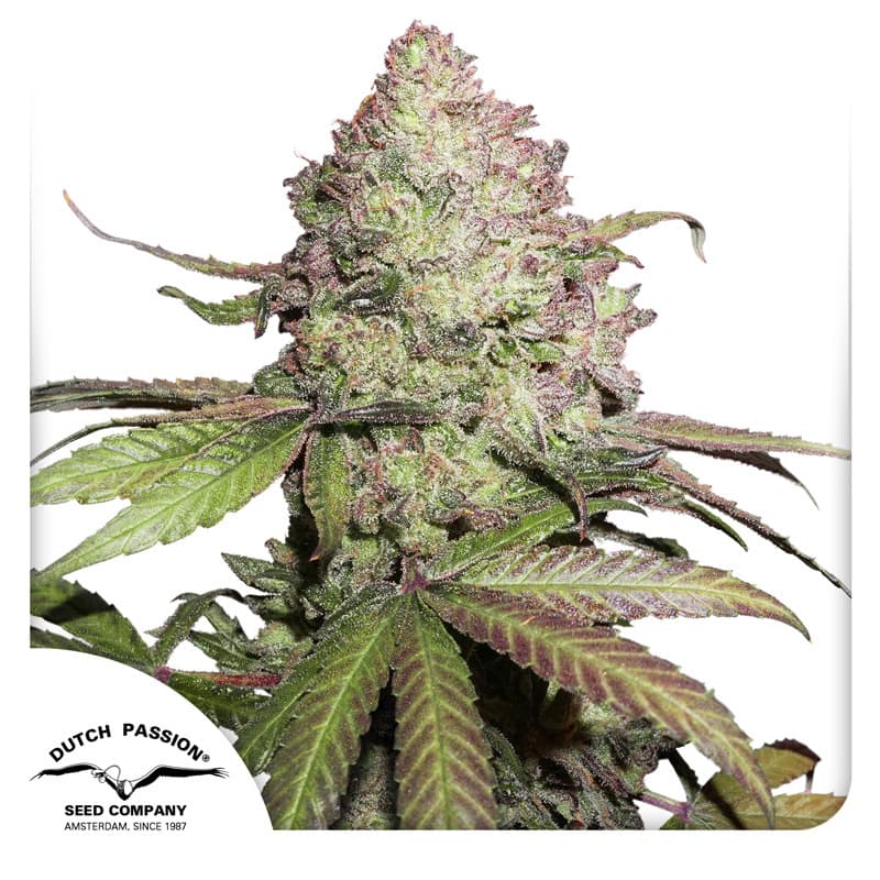 CBD Auto Charlotte's Angel Seeds