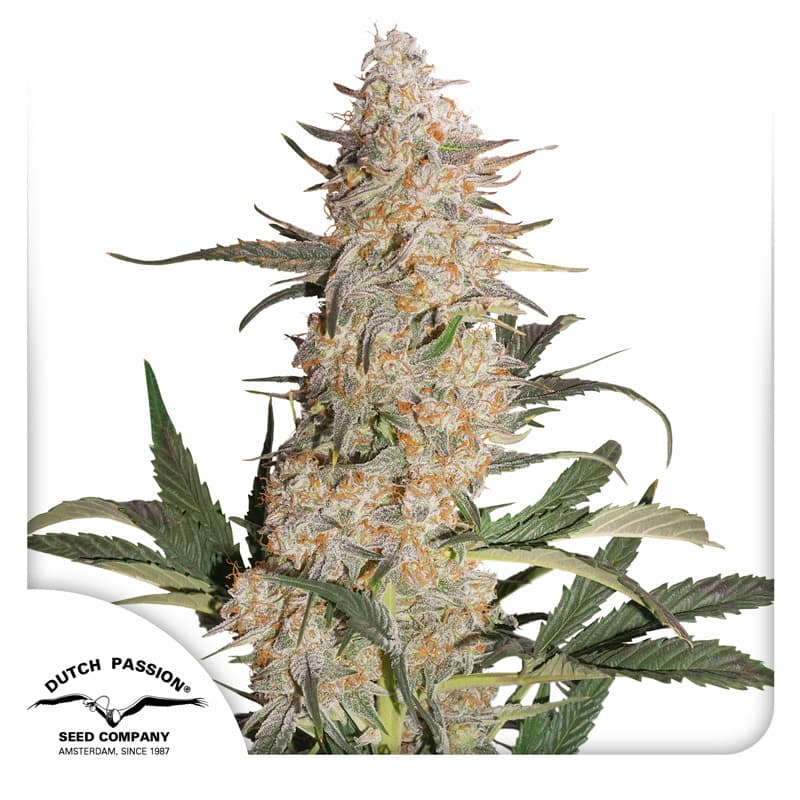 Critical Orange Punch Seeds