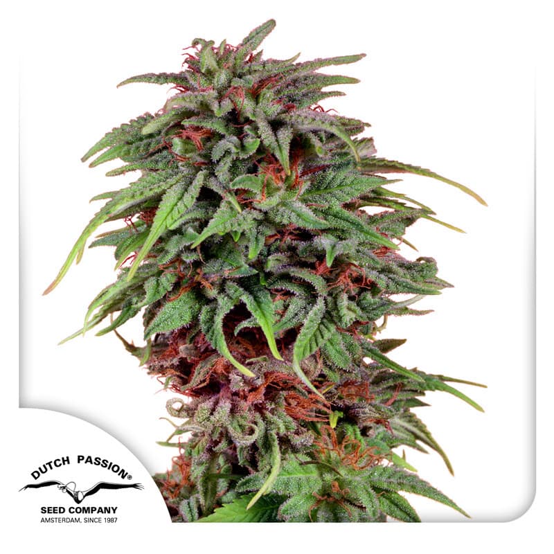 Durban Poison Seeds