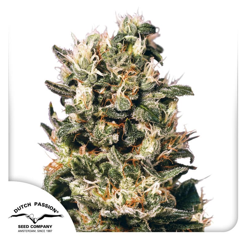 Euforia Seeds