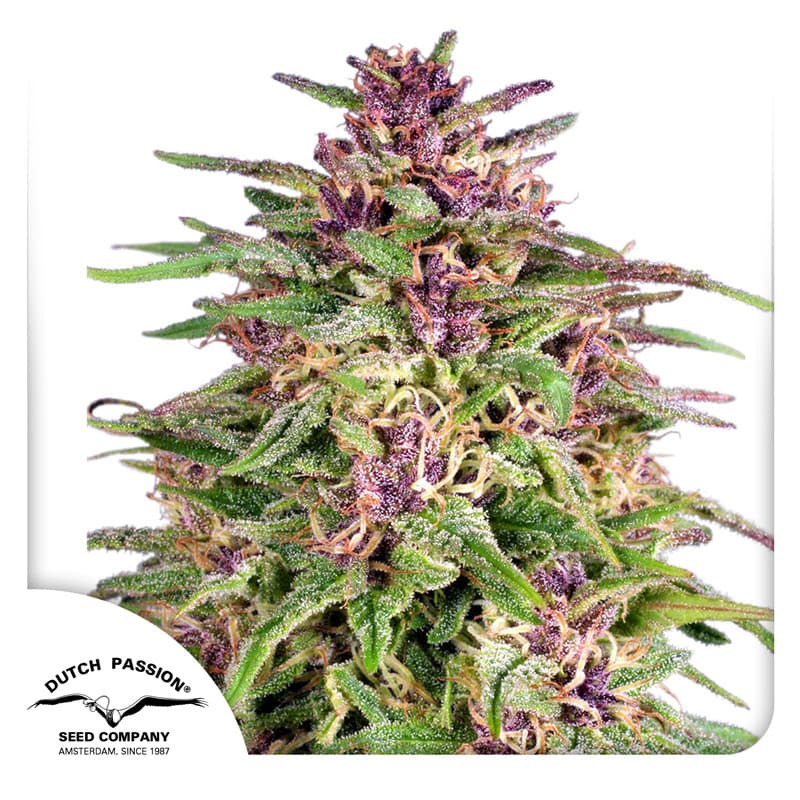 Frisian Dew Seeds