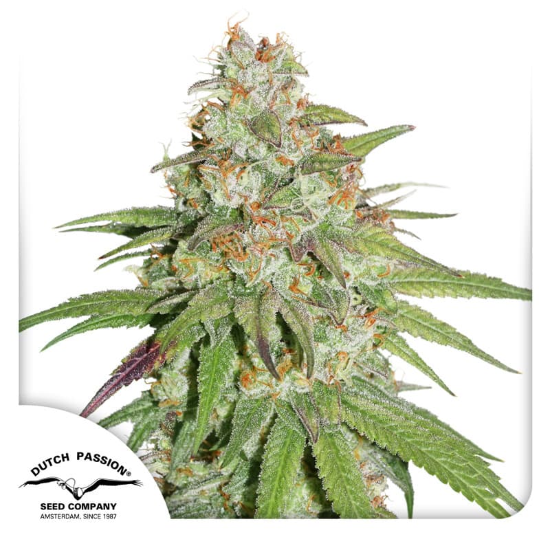 Glueberry O.G. Seeds