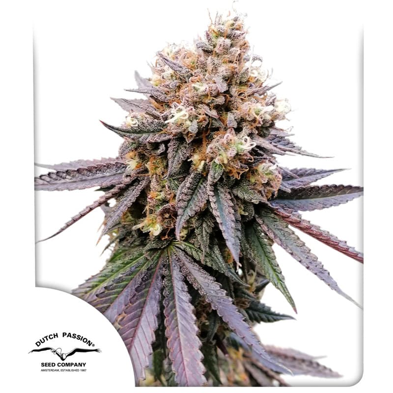 GMO Fast Seeds
