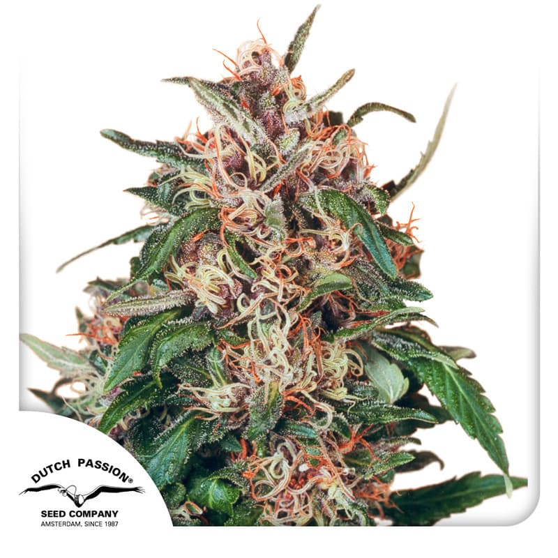 Hollands Hope Seeds