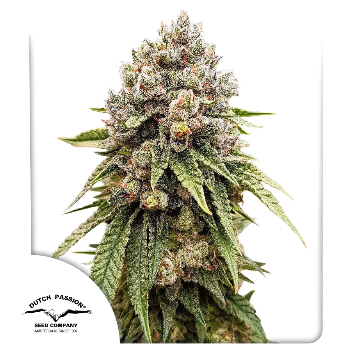 Ice Cream Haze Seeds