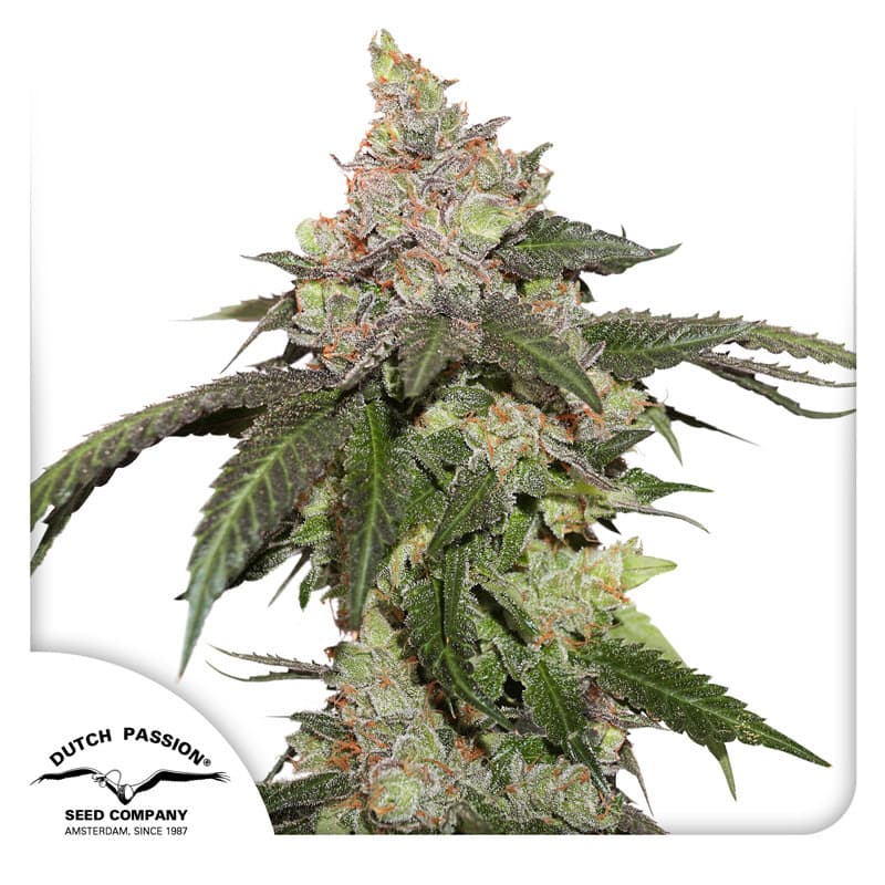 Moonlight Strain Auto Fast Version Marijuana Seeds | Crop King Seeds