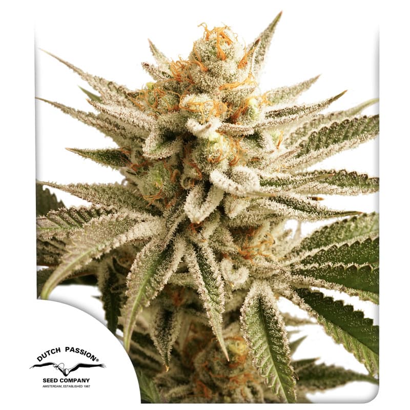 Lemon Z Seeds