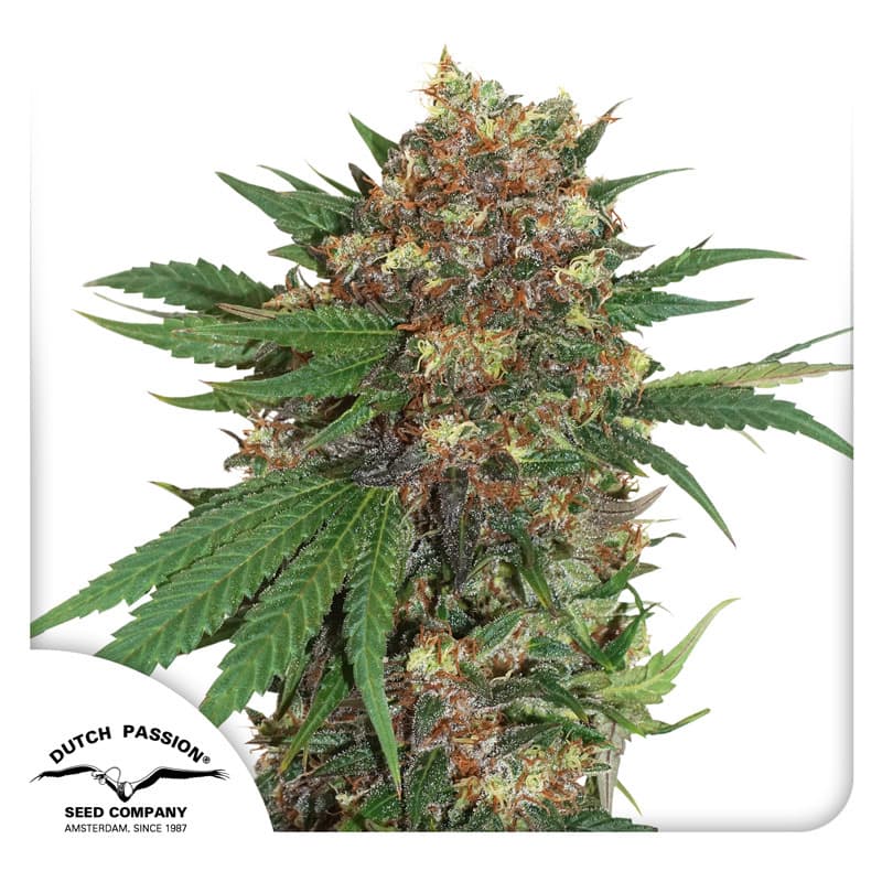 Master Kush Seeds