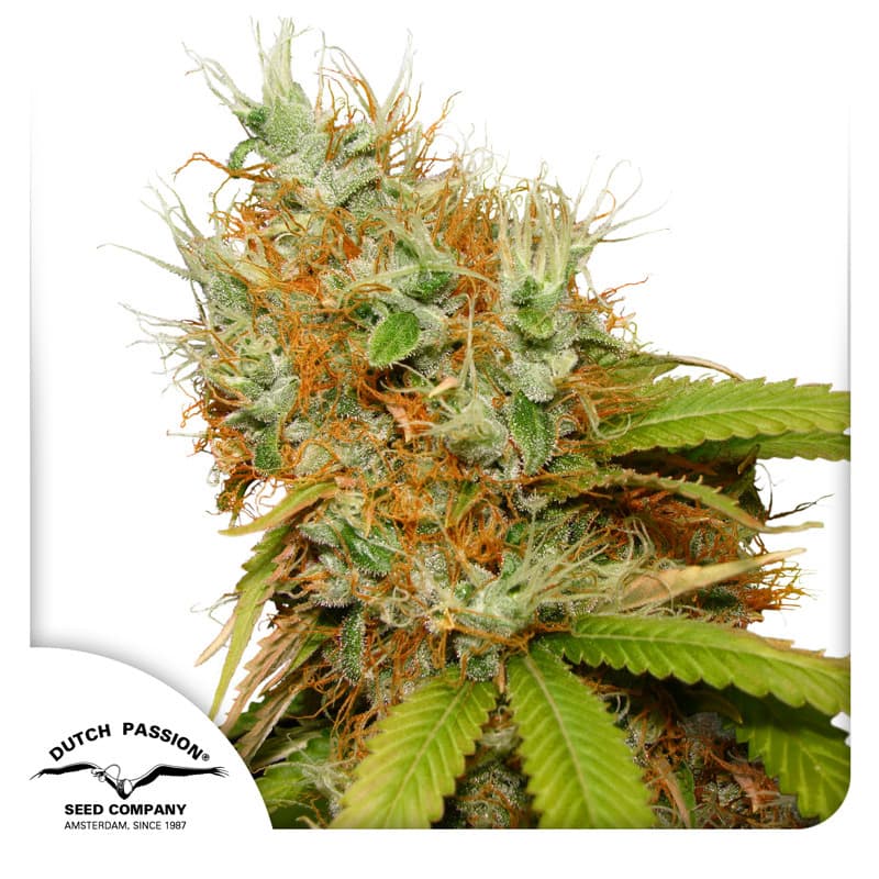Mazar Seeds