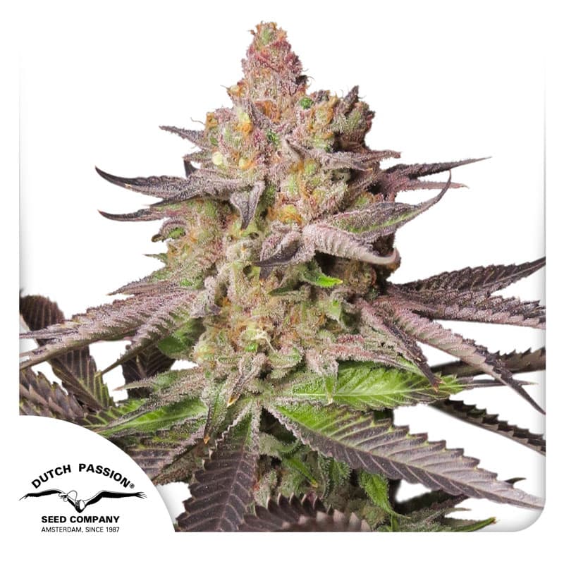 Melonade Runtz Seeds