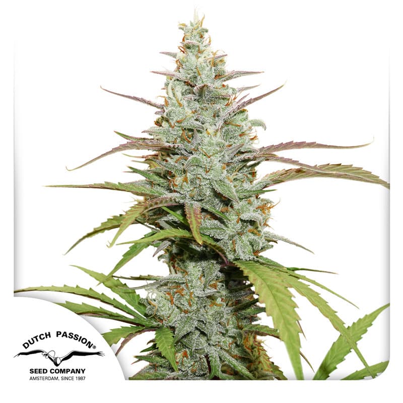 Mokum's Tulip Seeds