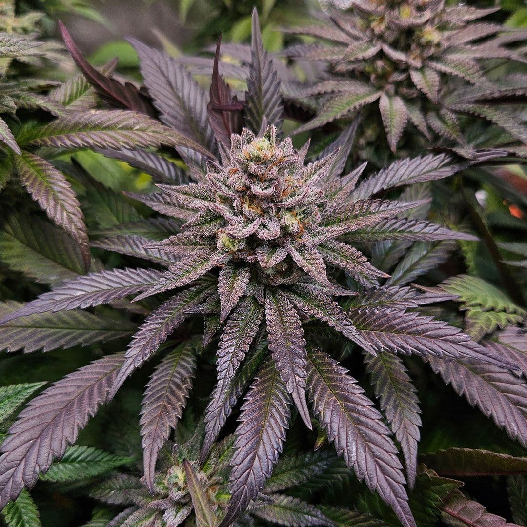 Orange Bud 2.0 Seeds