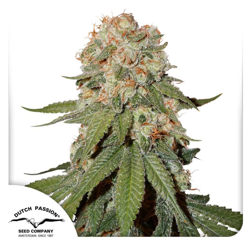 Orange Bud Seeds