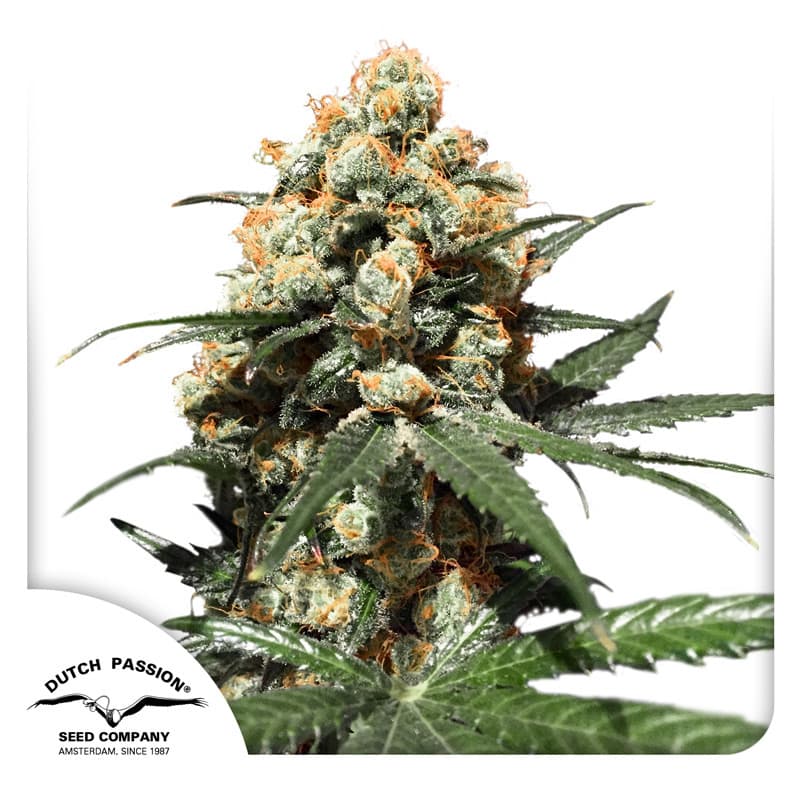 Orange Hill Special Seeds