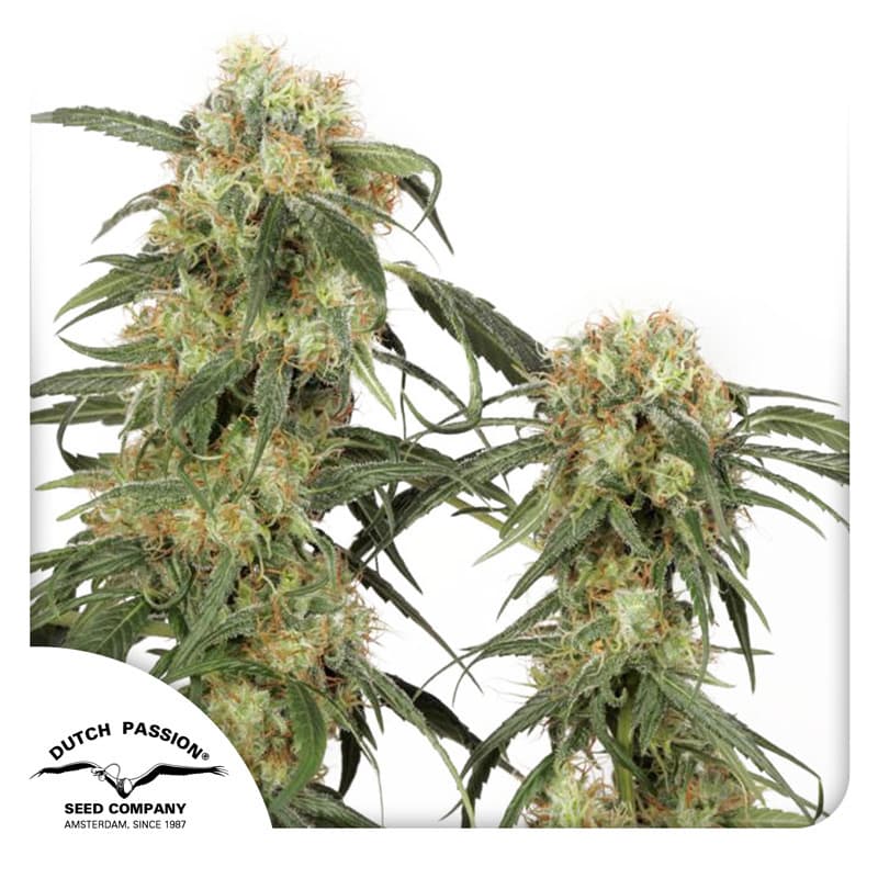 Pamir Gold Seeds