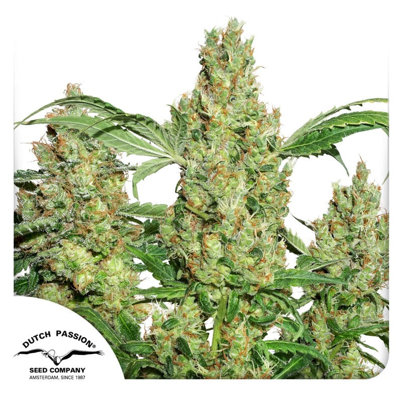 Power Plant Seeds