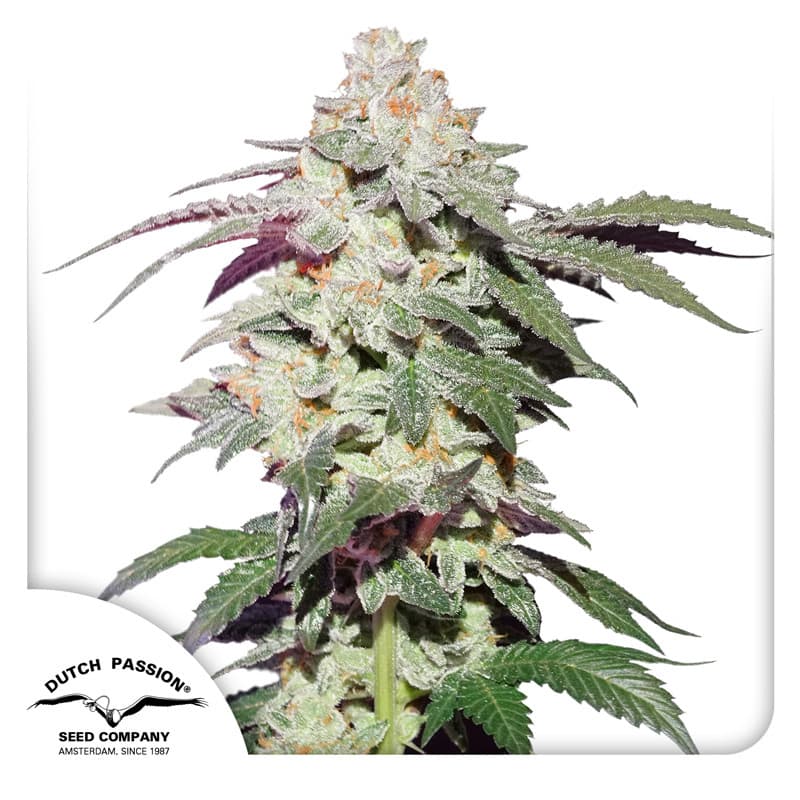 Afghan Chocolope Strain Feminized Fast Version Marijuana Seeds | Crop King Seeds