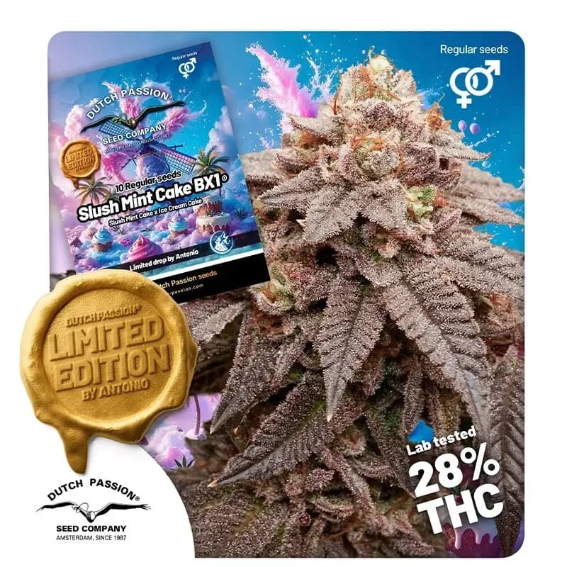 Slush Mint Cake BX1 Seeds