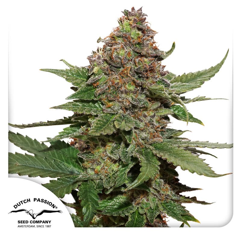 Strawberry Cough Seeds