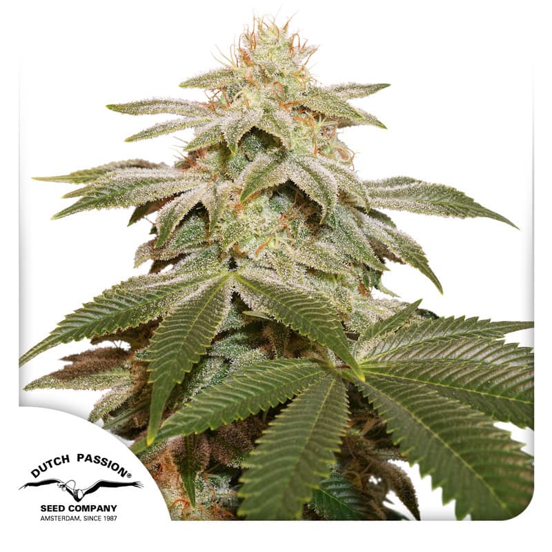 Sugar Bomb Punch Seeds